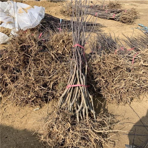 神富3号苹果苗 山东省良种栽植与培养全攻略