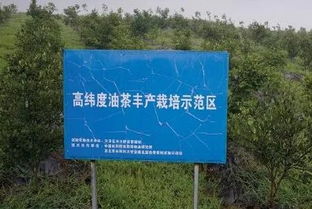 汉滨网 痴迷油茶勇当良种培育的开拓者 记安康市汉滨区林木种苗站站长罗发涛